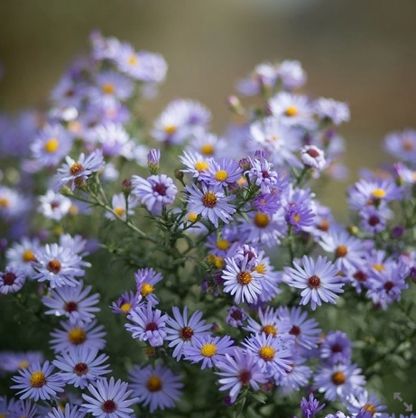 The Miracle Skin Benefits of Blue German Chamomile