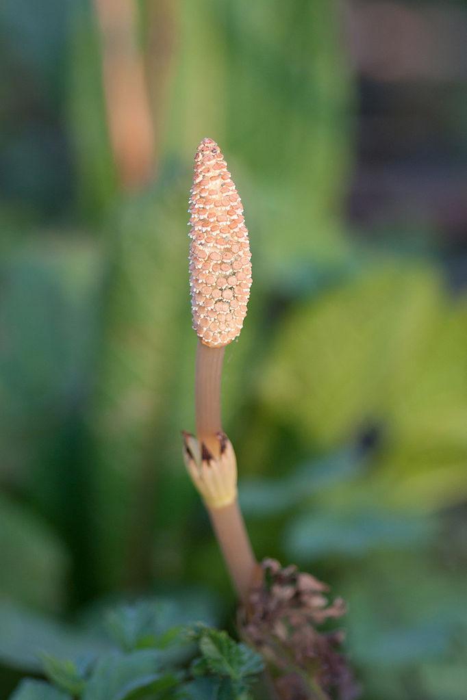 How Horsetail Benefits Your Skin