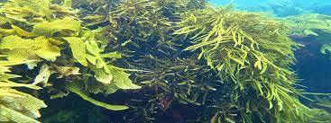 Seaweed: A Miracle Beauty Food